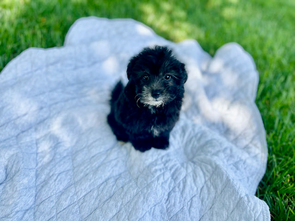 Mini Sheepadoodle Puppy for Adoption