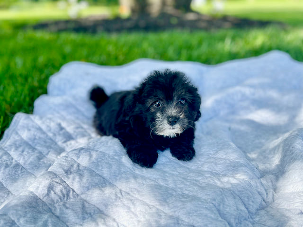 Mini Sheepadoodle Pup Being Cute