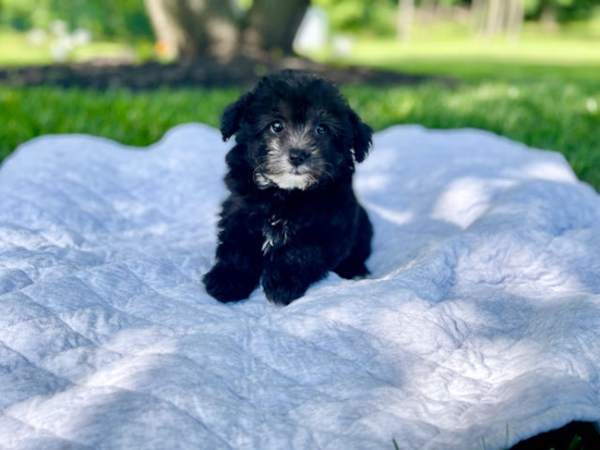 Small Mini Sheepadoodle Baby