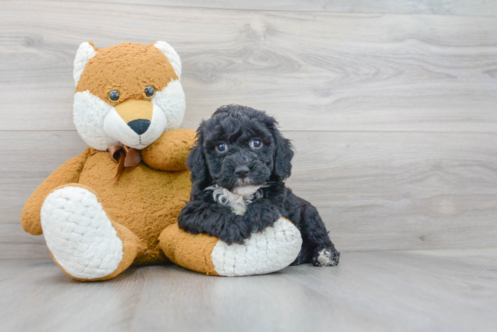 Mini Sheepadoodle Pup Being Cute