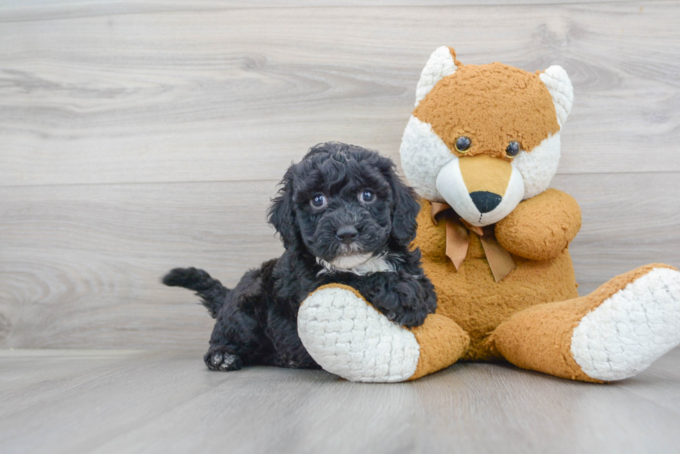 Mini Sheepadoodle Pup Being Cute