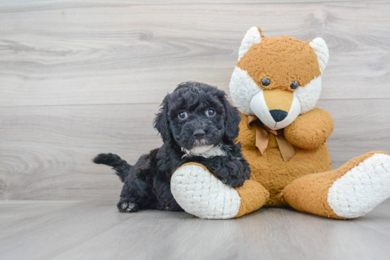 Mini Sheepadoodle Pup Being Cute