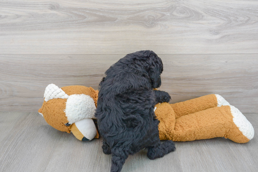 Funny Mini Sheepadoodle Poodle Mix Pup