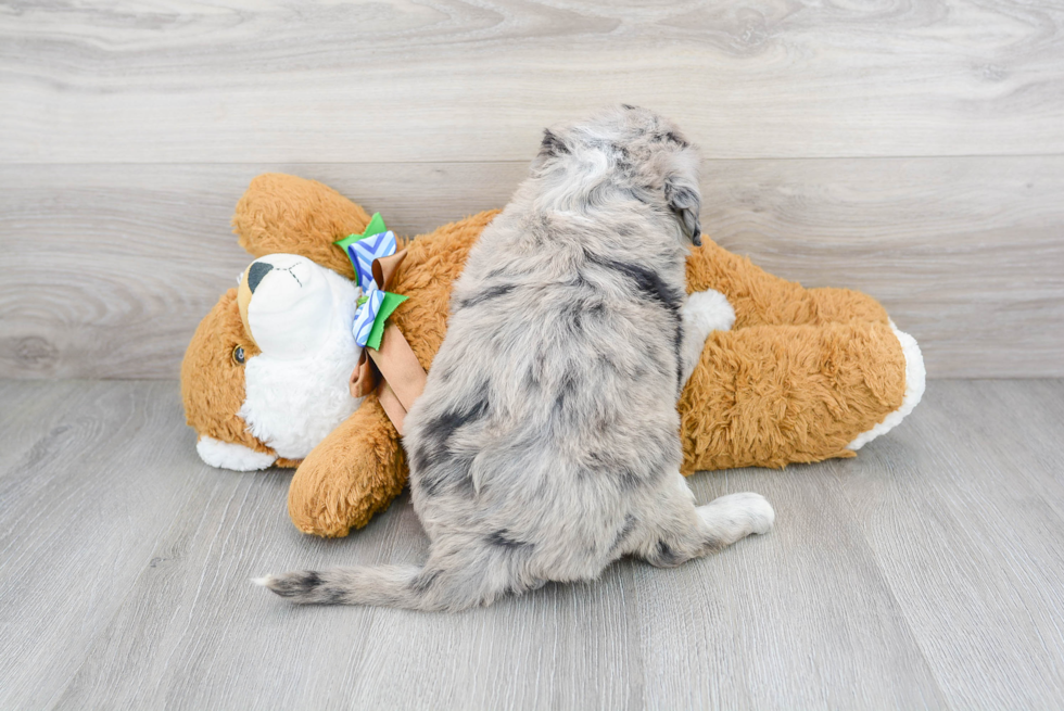 Mini Sheepadoodle Puppy for Adoption