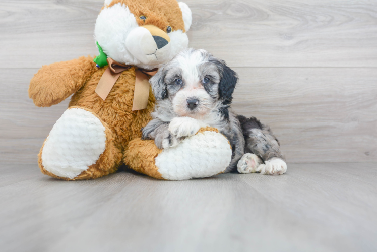 Best Mini Sheepadoodle Baby