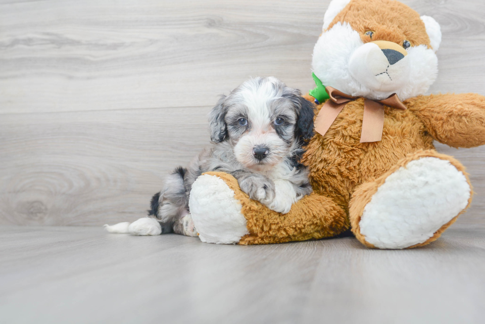 Popular Mini Sheepadoodle Poodle Mix Pup