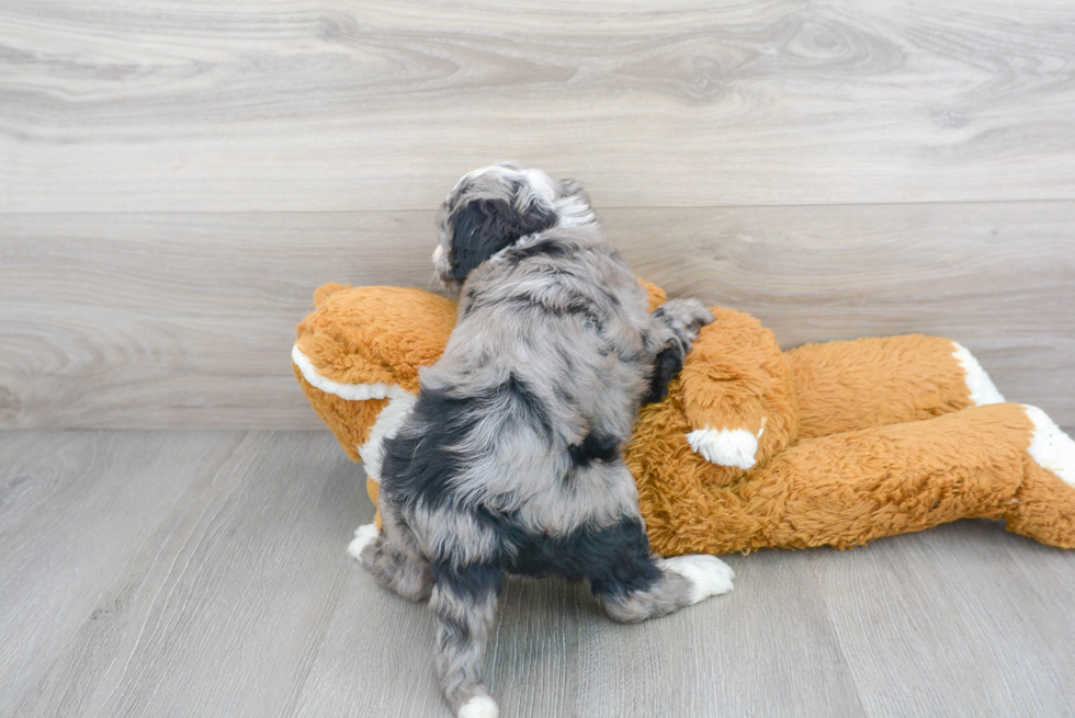 Mini Sheepadoodle Pup Being Cute