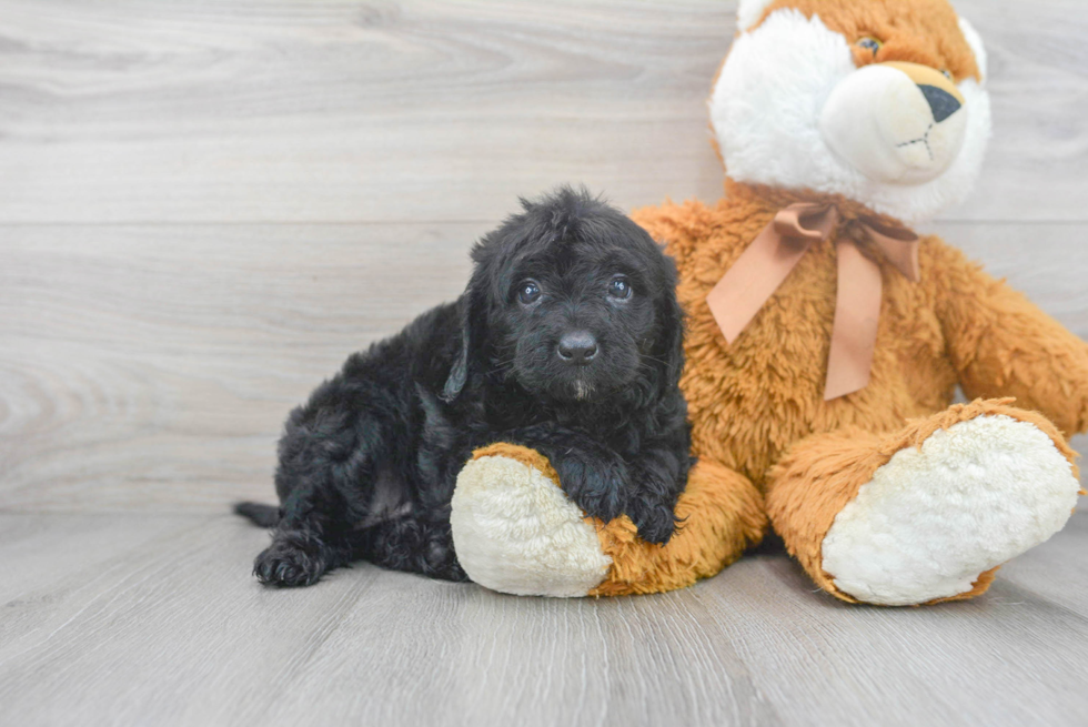 Best Mini Sheepadoodle Baby