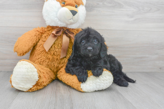 Little Sheep Dog Poodle Mix Puppy