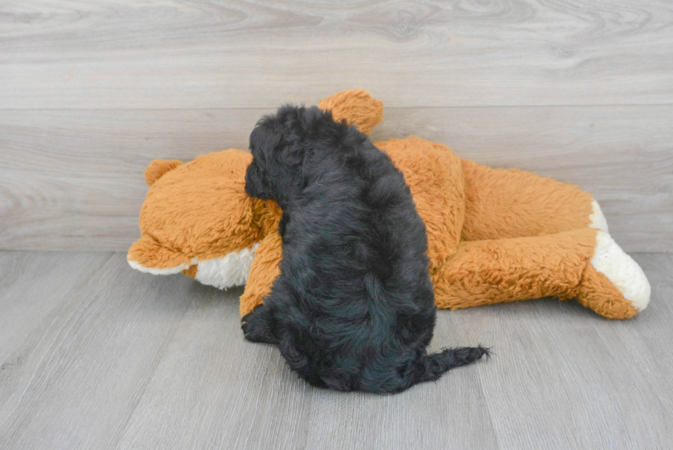 Best Mini Sheepadoodle Baby