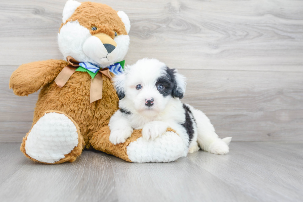 Mini Sheepadoodle Pup Being Cute