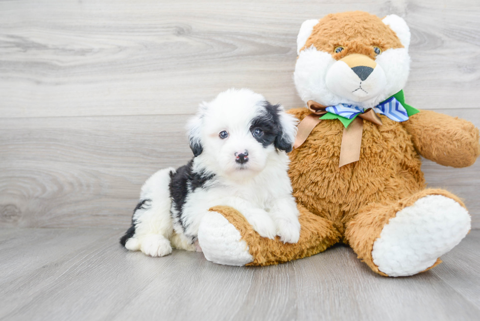 Adorable Sheep Dog Poodle Mix Puppy