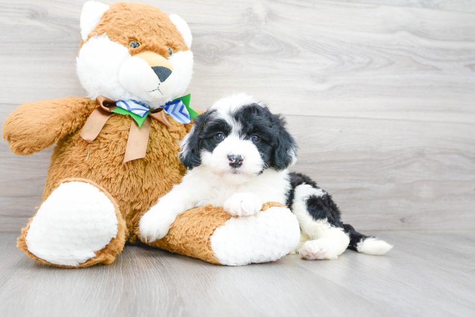 Mini Sheepadoodle Puppy for Adoption