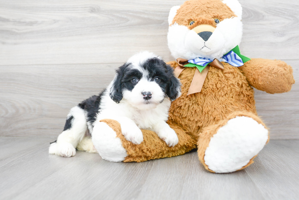 Mini Sheepadoodle Puppy for Adoption