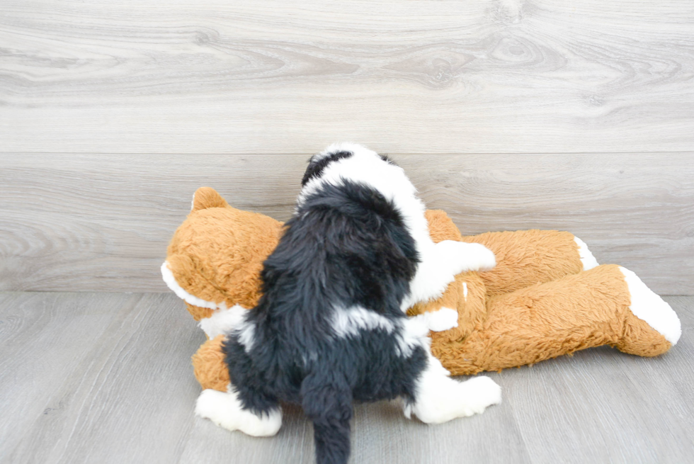 Best Mini Sheepadoodle Baby