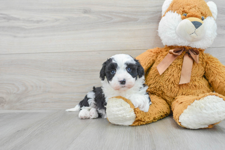 Popular Mini Sheepadoodle Poodle Mix Pup