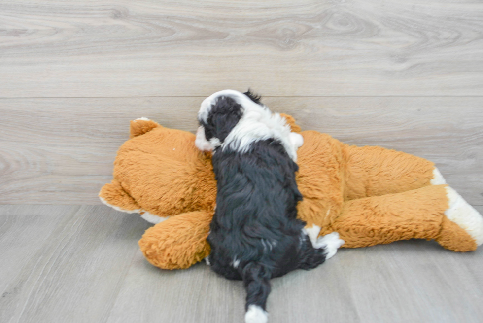 Mini Sheepadoodle Puppy for Adoption