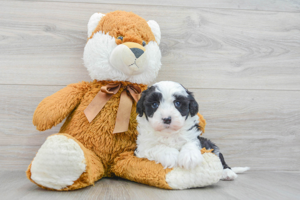 Best Mini Sheepadoodle Baby