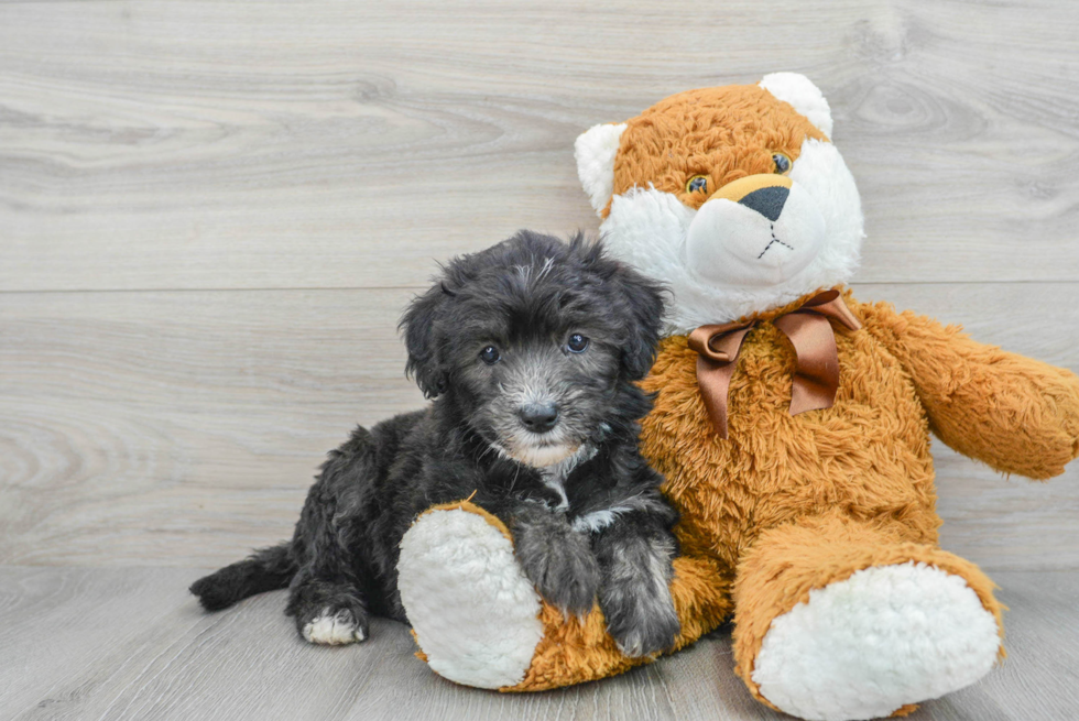 Mini Sheepadoodle Pup Being Cute