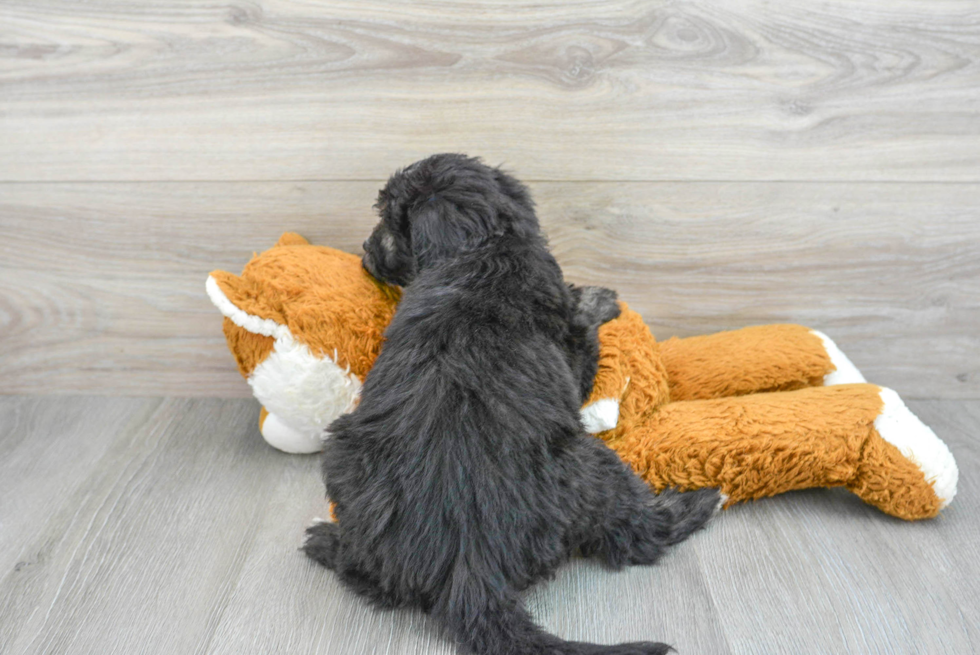 Mini Sheepadoodle Pup Being Cute