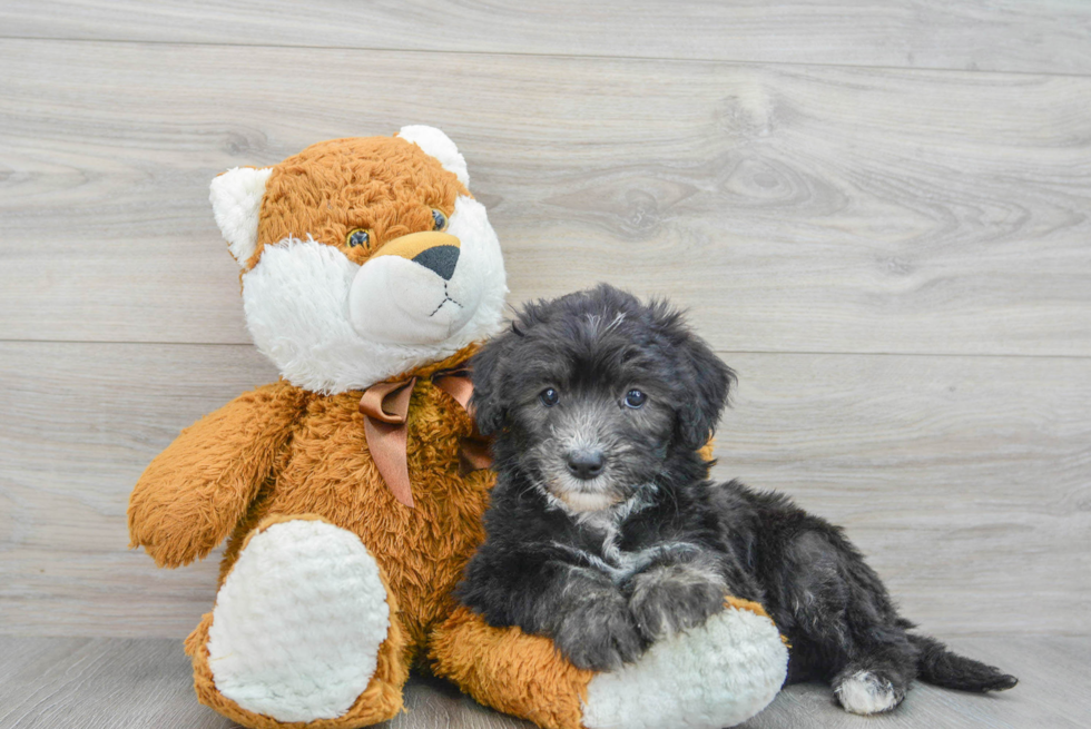 Hypoallergenic Sheep Dog Poodle Mix Puppy