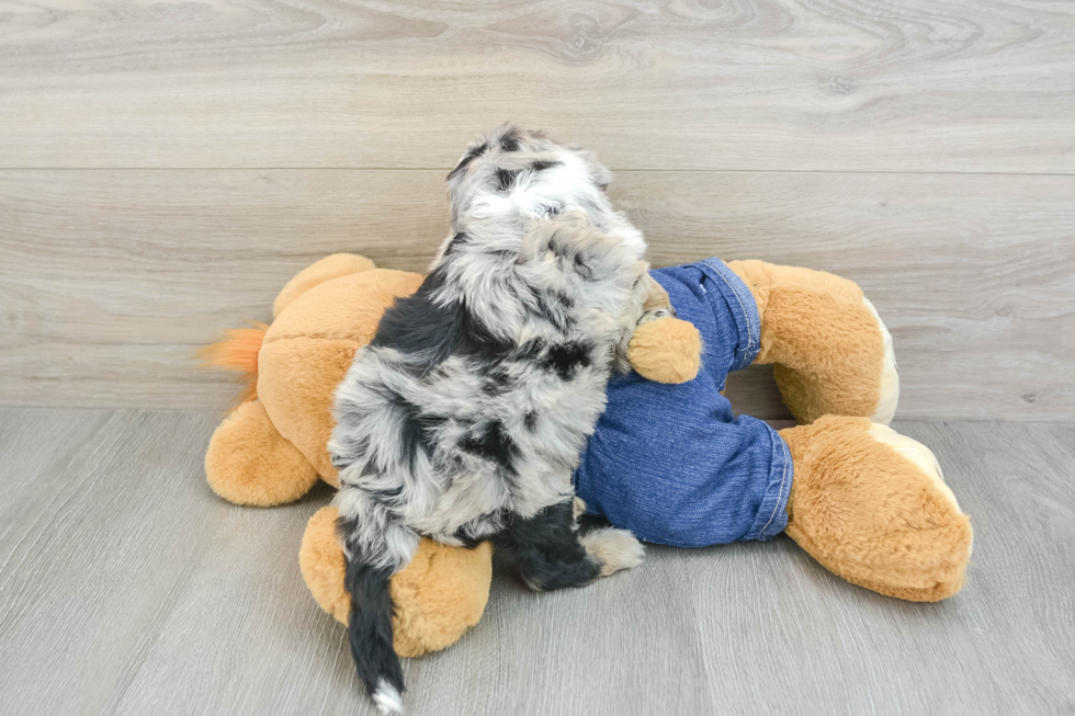 Mini Sheepadoodle Pup Being Cute