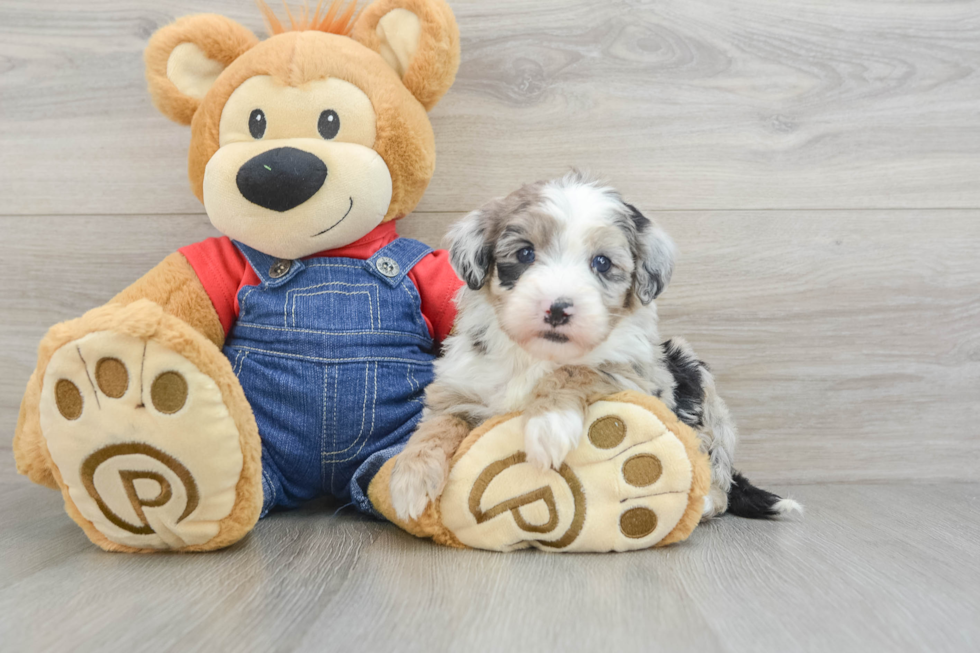 Mini Sheepadoodle Pup Being Cute