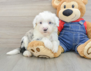 6 week old Mini Sheepadoodle Puppy For Sale - Premier Pups