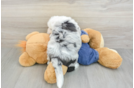 Small Mini Sheepadoodle Baby