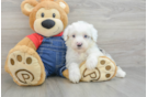 Mini Sheepadoodle Pup Being Cute