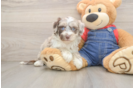 Smart Mini Sheepadoodle Poodle Mix Pup