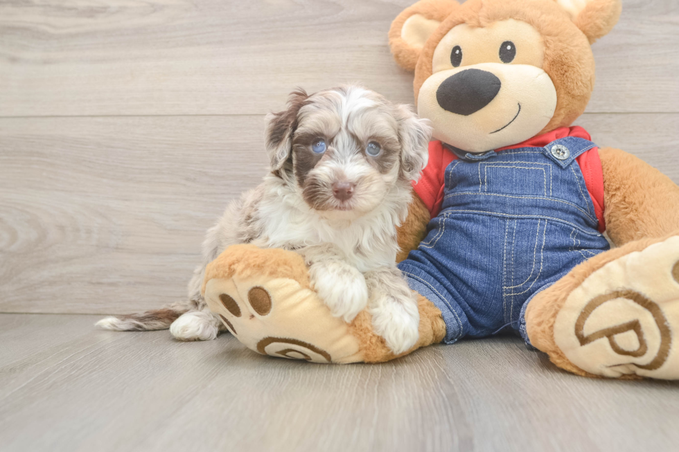 Smart Mini Sheepadoodle Poodle Mix Pup