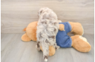 Popular Mini Sheepadoodle Poodle Mix Pup
