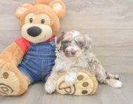 6 week old Mini Sheepadoodle Puppy For Sale - Premier Pups