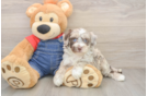 Mini Sheepadoodle Pup Being Cute