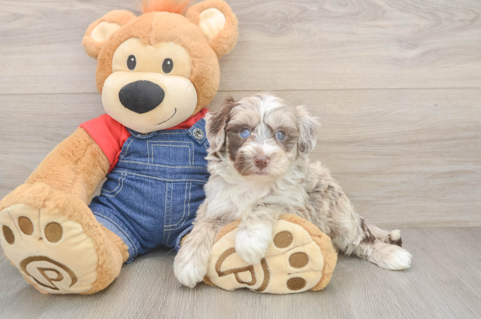 5 week old Mini Sheepadoodle Puppy For Sale - Premier Pups