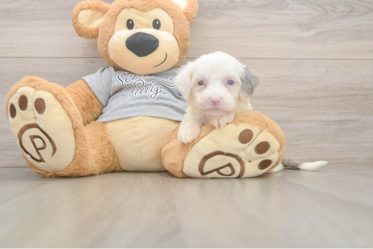 Fluffy Mini Sheepadoodle Poodle Mix Pup