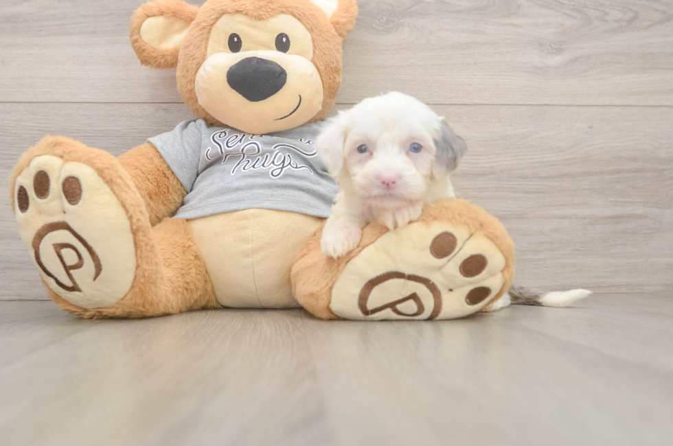5 week old Mini Sheepadoodle Puppy For Sale - Premier Pups