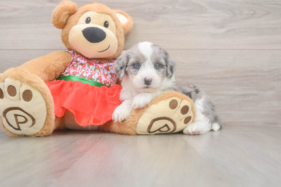 5 week old Mini Sheepadoodle Puppy For Sale - Premier Pups