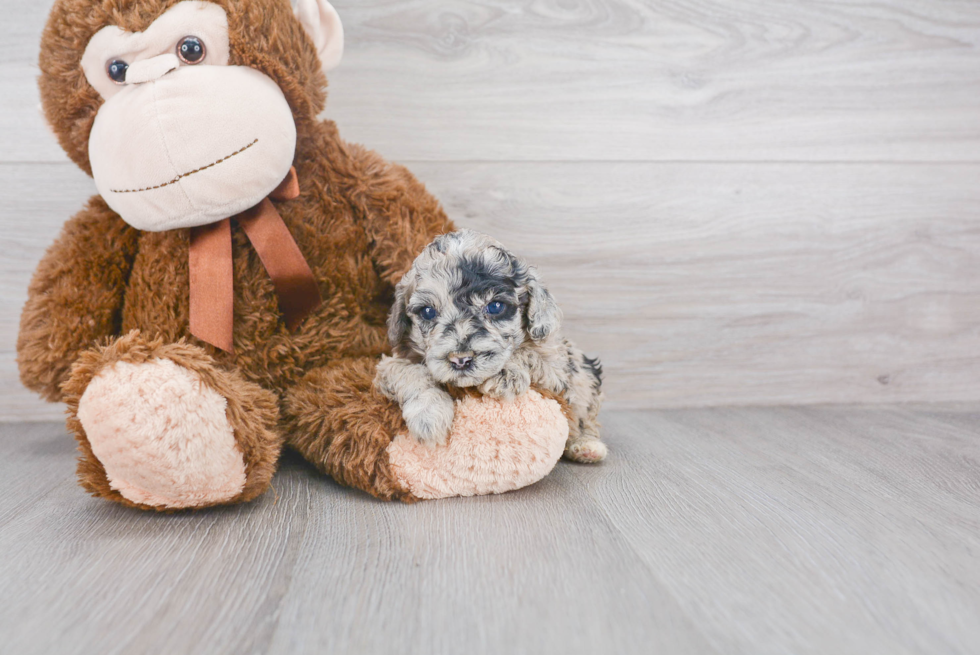 Little Sheep Dog Poodle Mix Puppy