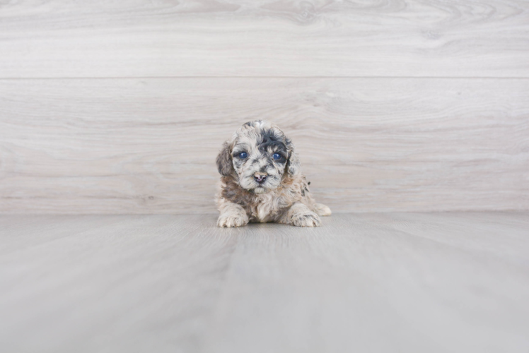 Mini Sheepadoodle Puppy for Adoption