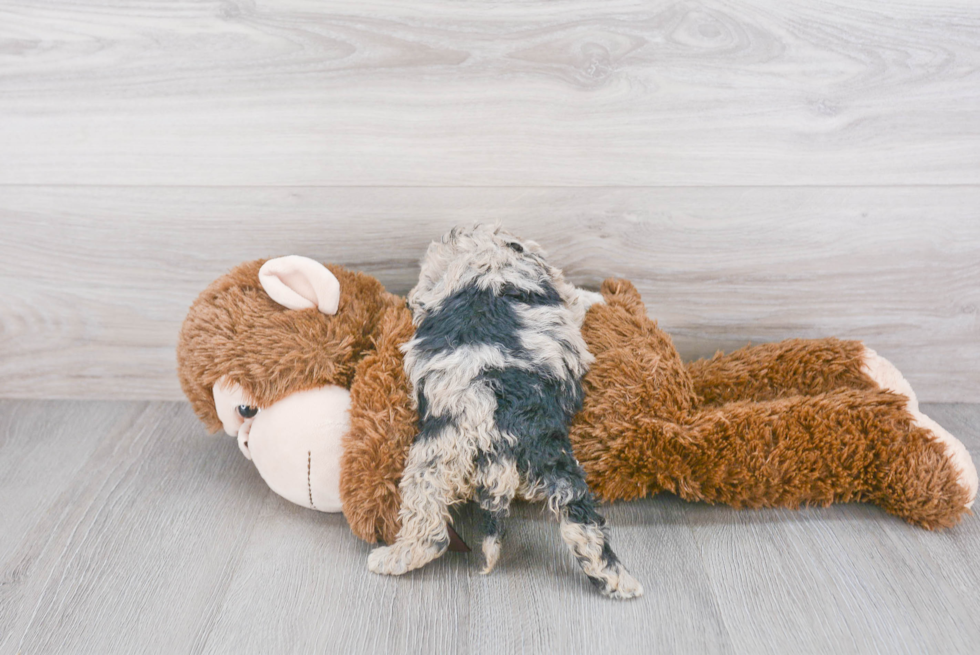 Funny Mini Sheepadoodle Poodle Mix Pup