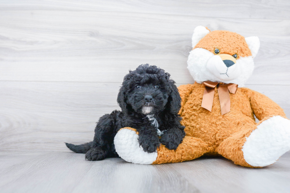 Mini Sheepadoodle Puppy for Adoption