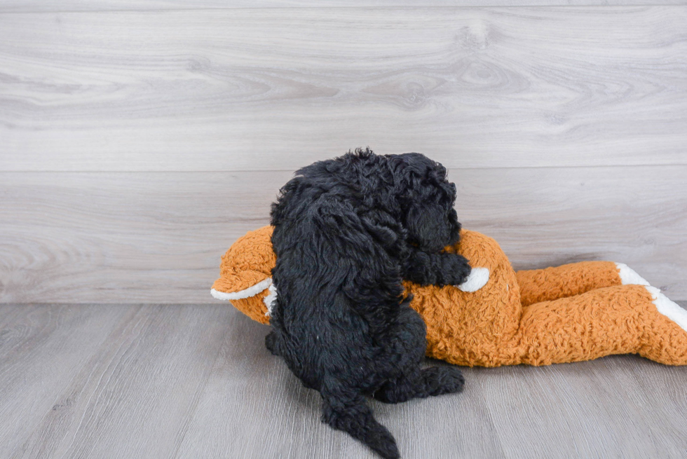 Playful Sheep Dog Poodle Mix Puppy