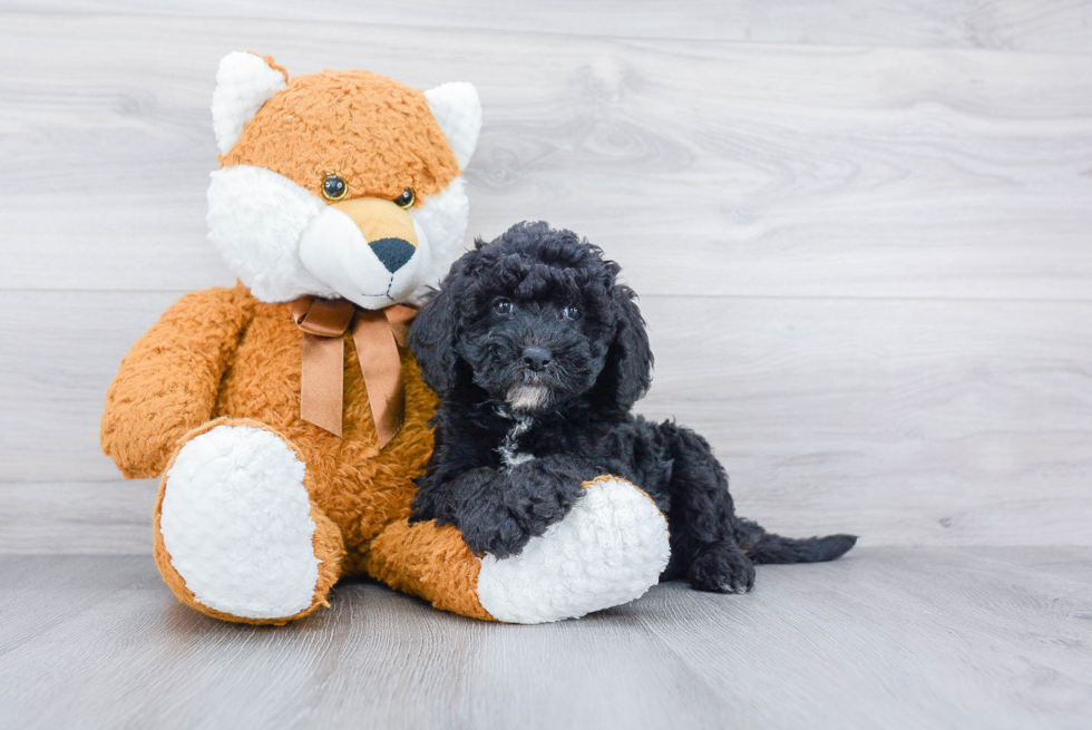 Smart Mini Sheepadoodle Poodle Mix Pup