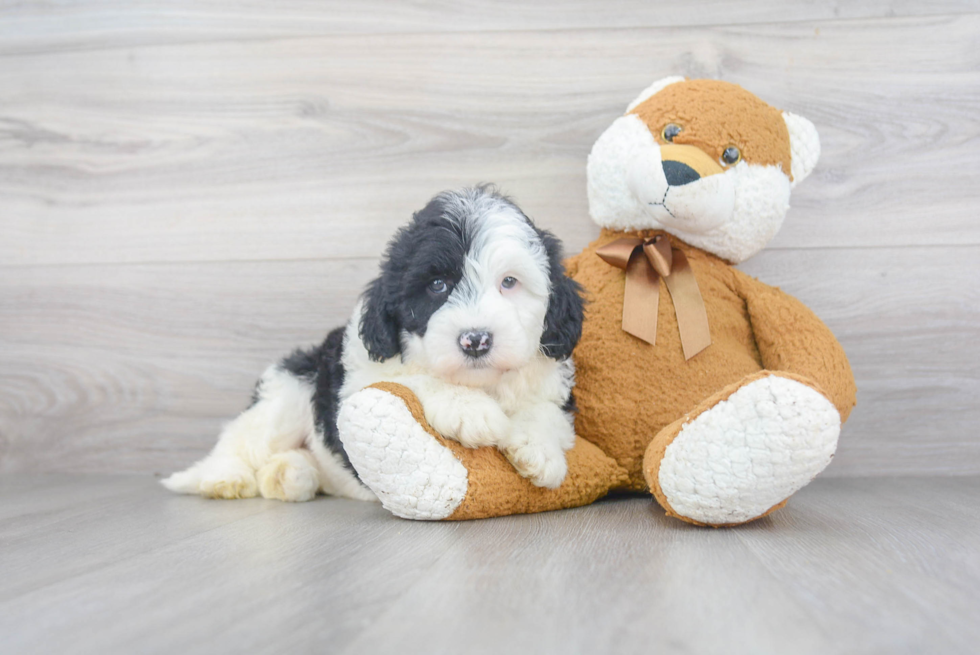 Hypoallergenic Sheep Dog Poodle Mix Puppy