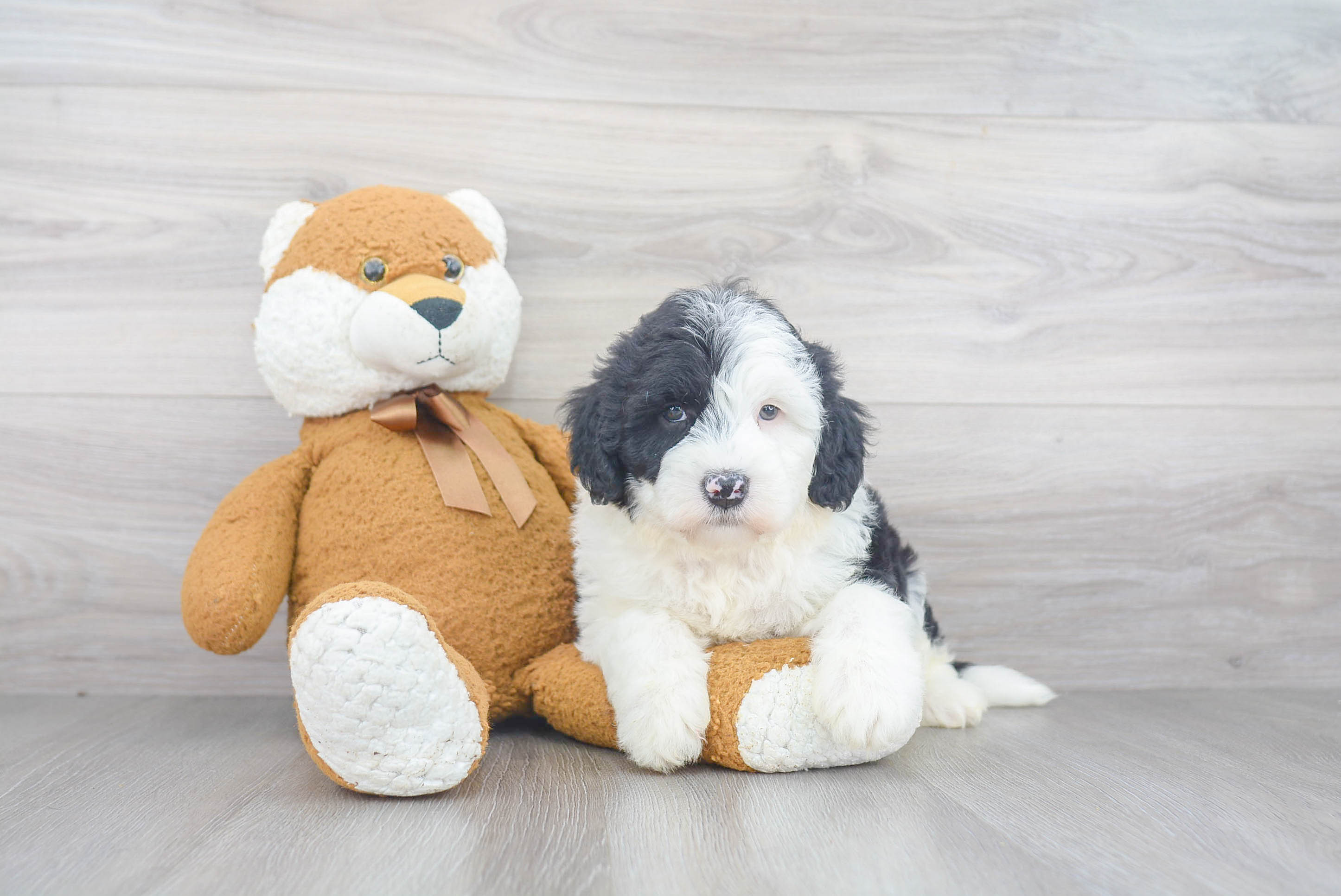 Mini Sheepadoodle Puppy for Adoption