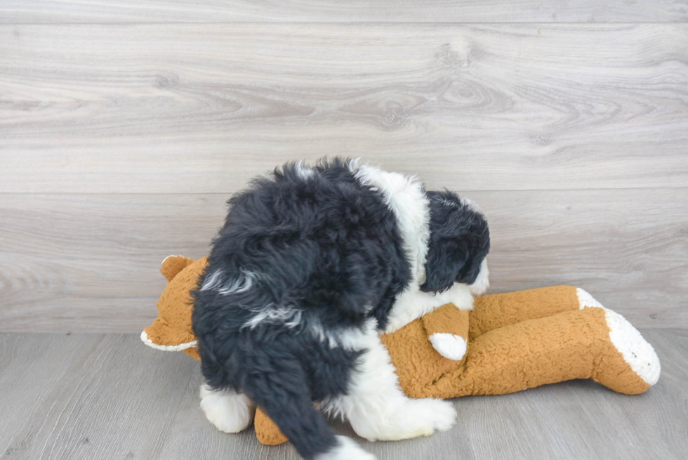 Little Sheep Dog Poodle Mix Puppy