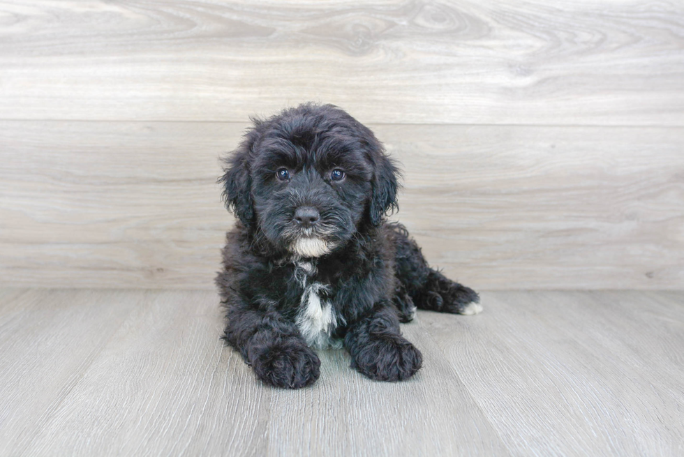 Small Mini Sheepadoodle Baby