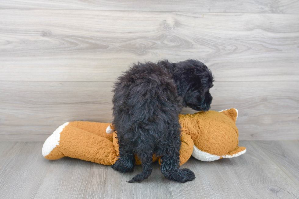 Fluffy Mini Sheepadoodle Poodle Mix Pup